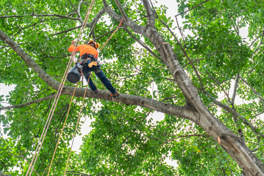 High Country Tree Cutting Service